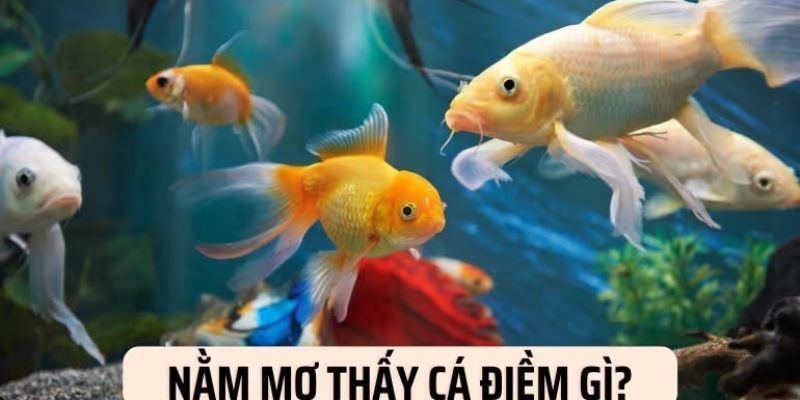 Bật mí mẹo đánh lô đề khi bạn nằm mơ thấy cá trúng lớn tại 888b